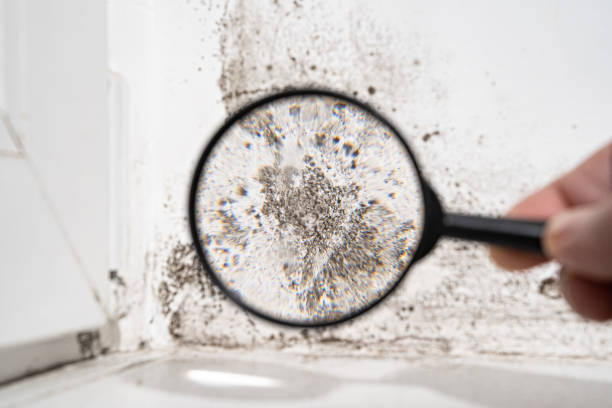 Best Black Mold Removal  in Kearney, MO